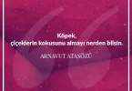 Köpek çiçeklerin kokusunu almayı nerden bilsin. Arnavut Atasözü
